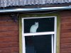 Kass vaadatuna katuselt