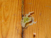 Sisuliselt on see lutsukomm mida on sipelgad mitu päeva auklikuks ja tühjaks söönud