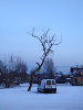 Sõbra Maxima parkla, majad ammu ära koristatud, puu jäi üksi ja hääbus.