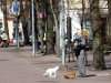 Akordionimängija Küüni tänaval ülisõbraliku kassiga