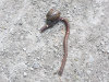 Tigu ja sipelgad pugivad surnud vihmaussi