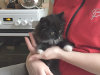 Inna ja Reijo uus kassipoeg, hetkel nimega Zuuzi