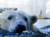 Jääkaru klaasi taga vees ujumas