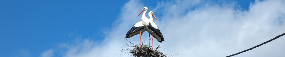 Kured pesa peal värava taga posti otsas